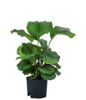 Korbmarante - Calathea orbifolia, Hydrokultur