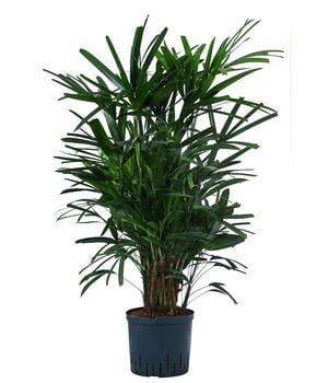 Steckenpalme - Rhapis excelsa, Hydrokultur von Dehner, Dunkelgrün