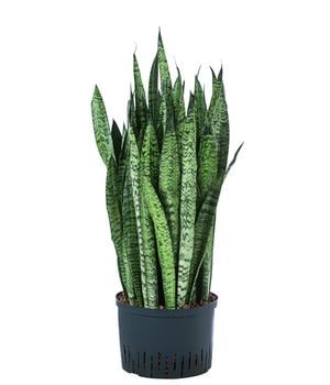 Bogenhanf - Sansevieria zeylanica, Hydrokultur