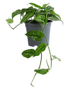 Silbermonstera - Monstera siltepecana