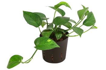 Efeutute - Epipremnum aureum, Hydrokultur
