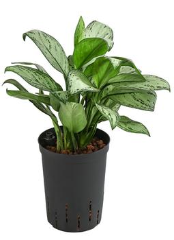 Kolbenfaden - Aglaonema 'Maria', Hydrokultur von Dehner, Grün, Hellgrün
