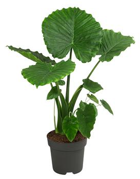 Pfeilblatt - Alocasia gageana 'California'