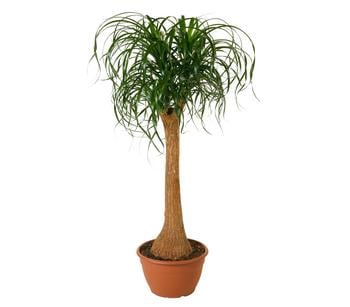 knstliche bonsai bume Cedar Bonsai