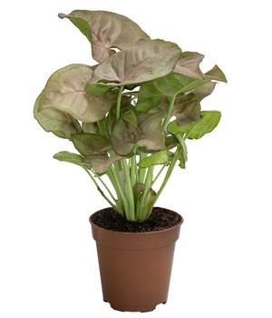 Purpurtute - Syngonium