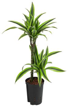 Drachenbaum - Dracaena 'Lemon Lime', Hydrokultur von Dehner, Grün, Hellgrün
