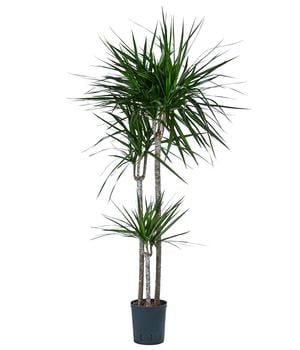 Drachenbaum - Dracaena marginata, Hydrokultur