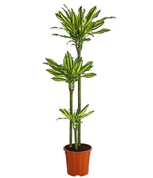 Drachenbaum - Dracaena fragrans var. Stedneri 'Golden Coast'