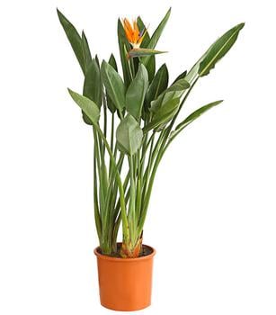 Paradiesvogelblume von Dehner, Orange / Lila