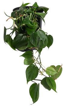 Baumfreund - Philodendron scandens, Hydrokultur