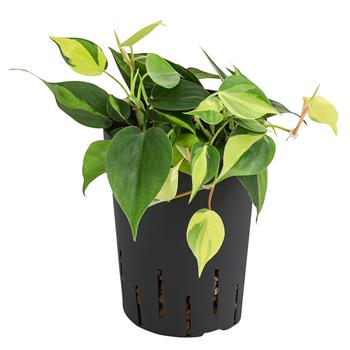 Baumfreund - Philodendron scandens, Hydrokultur