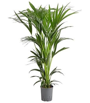 Kentia-Palme, Howea forsteriana, Hydrokultur von Dehner, Grün