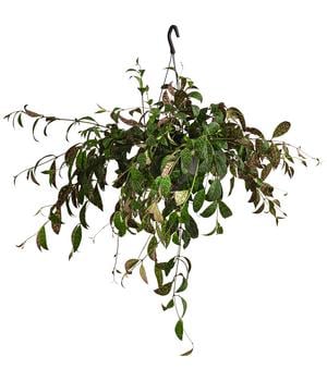 Gefleckte Schamblume - Aeschynanthus marmoratus, Ampel