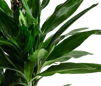 Drachenbaum - Dracaena fragrans 'Janet Lind' | Dehner