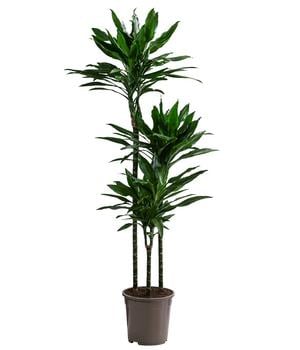 Drachenbaum - Dracaena fragrans 'Janet Lind'