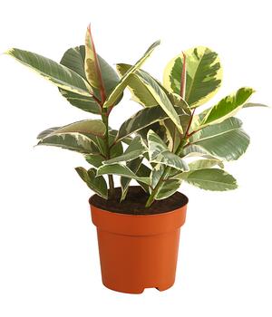 Gummibaum - Ficus elastica 'Tineke' von Dehner, Bunt, Creme, Grün, Dunkelgrün