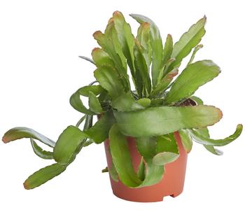 Korallenkaktus - Rhipsalis 'Red Coral'