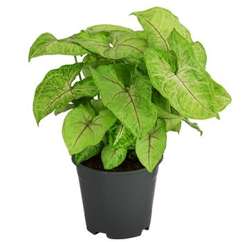 Purpurtute - Syngonium 'Golden Feel Green' von Dehner, Hellgrün