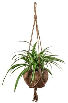 Kokodama-Ampel Grünlilie - Chlorophytum