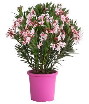 Oleander 'Villa Romaine'