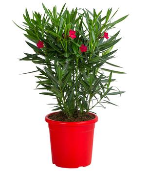 Oleander 'Jannoch'
