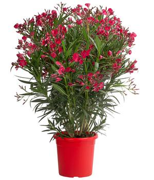 Oleander 'Jannoch'