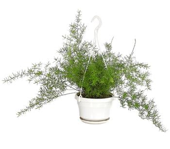 Zierspargel - Asparagus densiflorus 'Sprengeri'