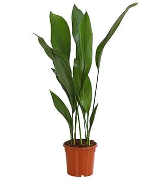 Schusterpalme - Aspidistra elatior