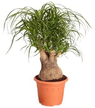 zimmerpflanzen elefantenohr Elefantenohr (Alocasia portodora) kaufen main image 0