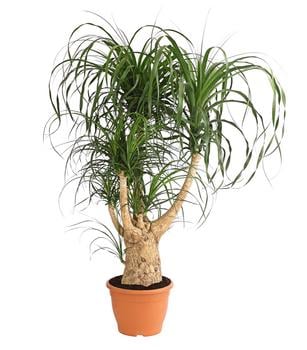 Elefantenfuß - Beaucarnea recurvata, verzweigt von Dehner, Grün