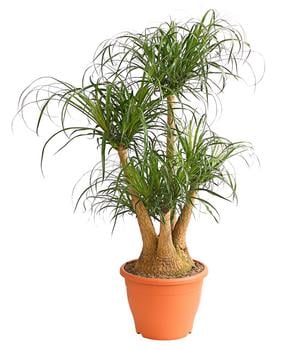 Elefantenfuß - Beaucarnea recurvata, verzweigt von Dehner, Grün