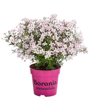 3 x Duftsternchen - Boronia anemonifolia von Dehner, Rosa - Mindestbestellmenge: 3 Stk.