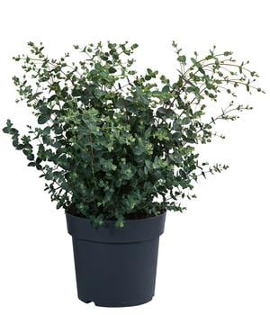 Eukalyptus, Busch von Dehner, Grün, Silber