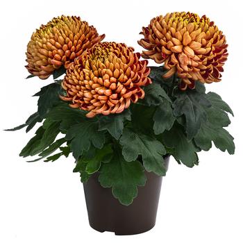 3 x Deko-Chrysantheme von Dehner, Bronze - Mindestbestellmenge: 3 Stk.