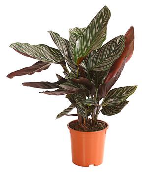 Korbmarante - Calathea ornata