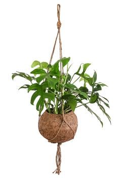 Kokodama-Ampel Fensterblatt - Monstera minima/Rhaphidophora tetrasperma