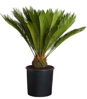 Sagopalmfarn - Cycas revoluta von Dehner, Grün