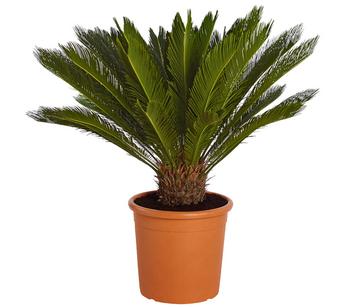 Sagopalmfarn - Cycas revoluta von Dehner, Grün