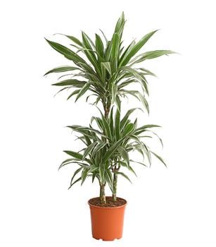 Drachenbaum - Dracaena deremensis 'White Stripe'