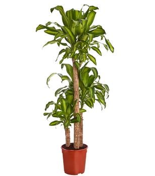 Drachenbaum - Dracaena fragrans 'Massangeana'