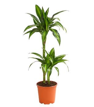 Drachenbaum - Dracaena fragrans 'Hawaiian Sunshine'