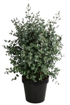 Eukalyptus, Busch von Dehner, Grün, Silber