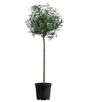 Eukalyptus, Stämmchen