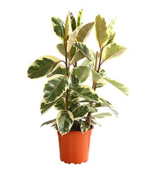 Gummibaum - Ficus elastica 'Tineke'