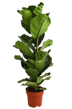 Geigenfeige - Ficus lyrata von Dehner, Grün
