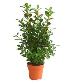 Lorbeer-Feige - Ficus microcarpa 'Moclame', Spalier von Dehner, Grün