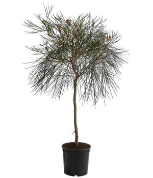 Australische Silbereiche 'Johnson's'