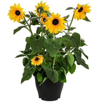 Sonnenblume 'Sunfinity'