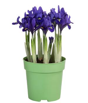 Netzblatt-Iris 'Harmony'