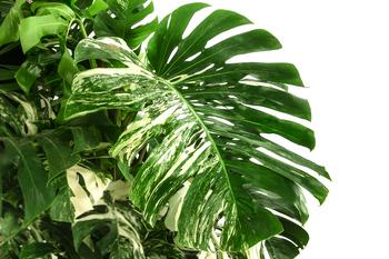 XXL Fensterblatt - Monstera deliciosa | Dehner